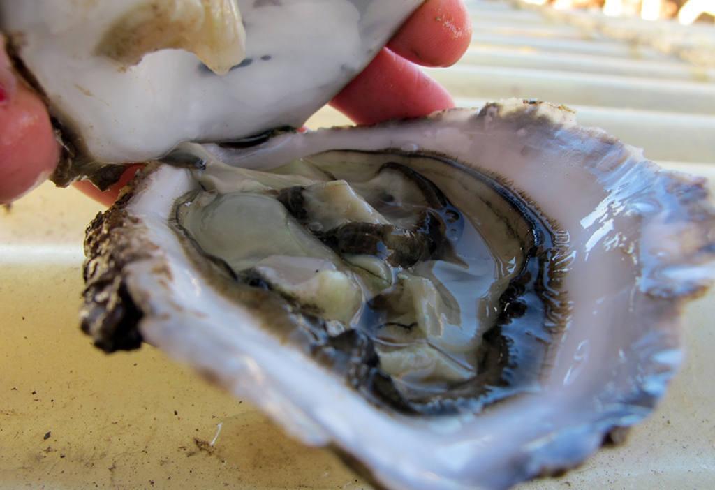 Las ostras valencianas: un manjar gourmet de aire mediterráneo