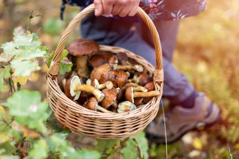 Cesta
