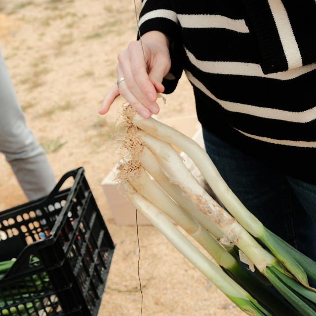 Calçotada: la tradición catalana que nunca pasará de moda