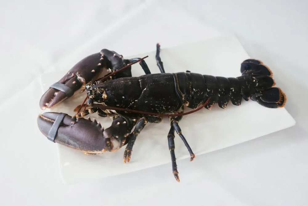 Arroz cremoso con bogavante del Cantábrico 