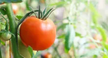 El ‘tomate del país’, el rico tomate de temporada