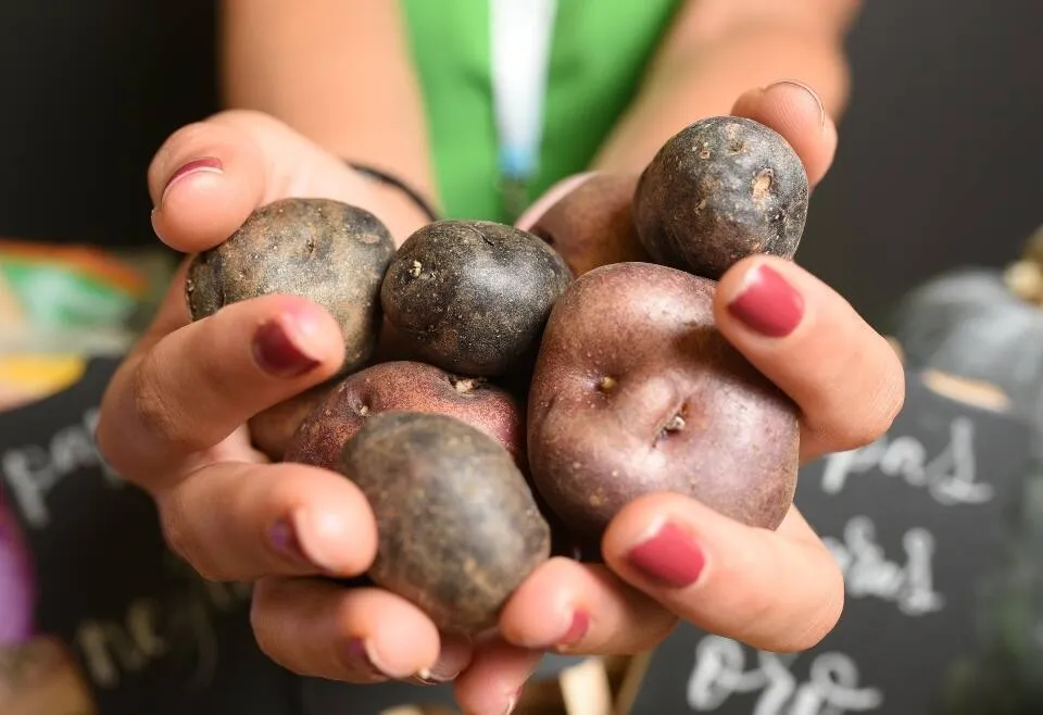 Las papas: el imprescindible de Canarias