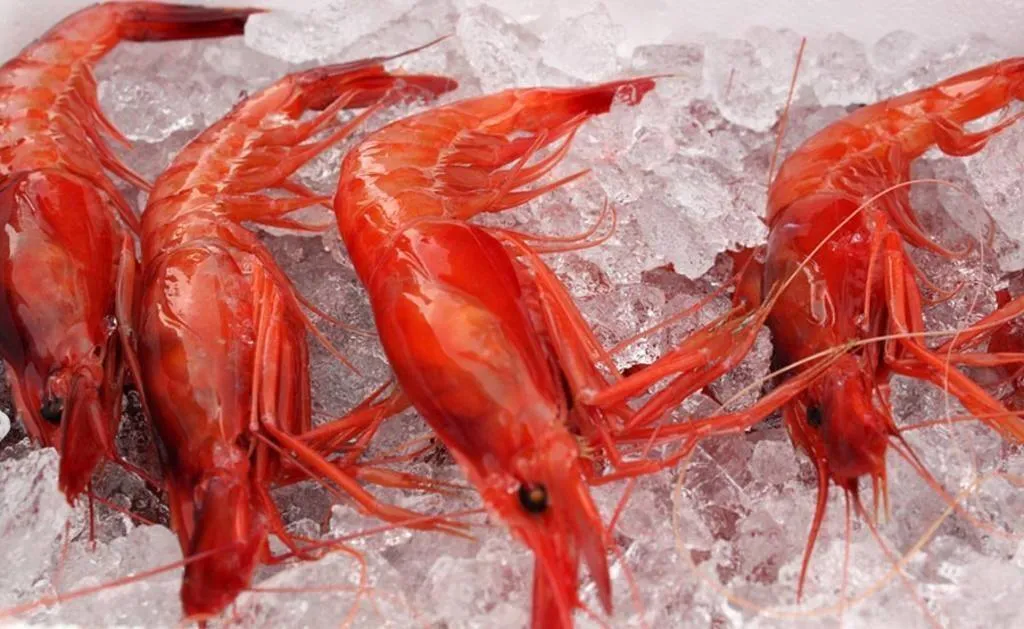 La gamba roja, la reina del mar por su sabor, textura y elegancia