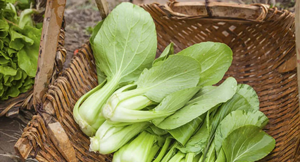 Pak Choi, la verdura oriental de moda entre los foodies