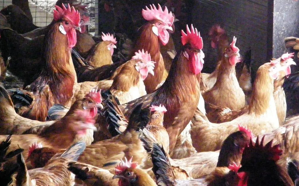 Los pollos también tienen su 'jabugo': el Pota Blava