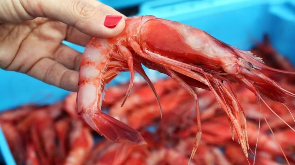 Gamba de Dénia, la sabrosa reina roja del mediterráneo