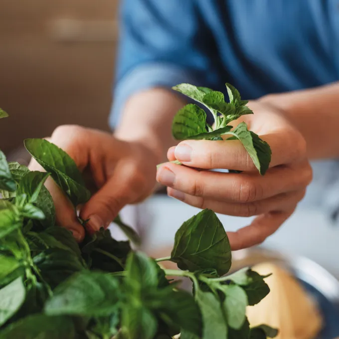 9 recetas con menta, frescas y aromáticas